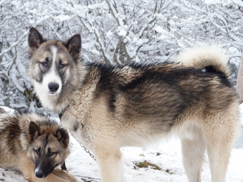 Wild Trekker Ikurvit