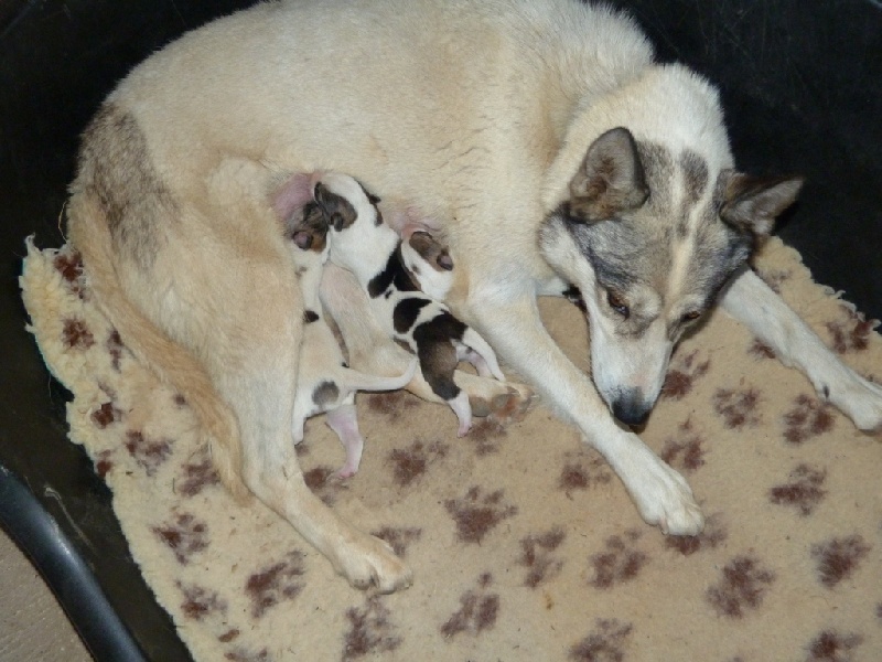 Wild Trekker - Siberian Husky - Portée née le 15/07/2012