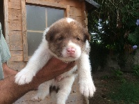 Chiot Pinto chocolat et blanc