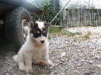 CHIOT f2