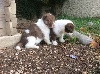 Chiot Pinto chocolat et blanc