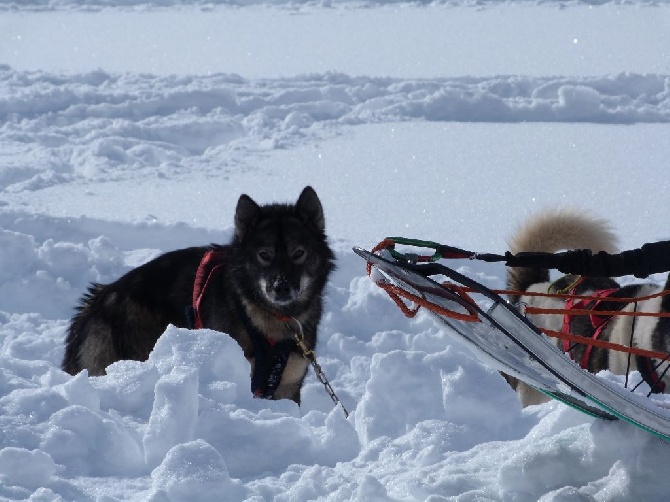 des chiots pour le prntemps 2016